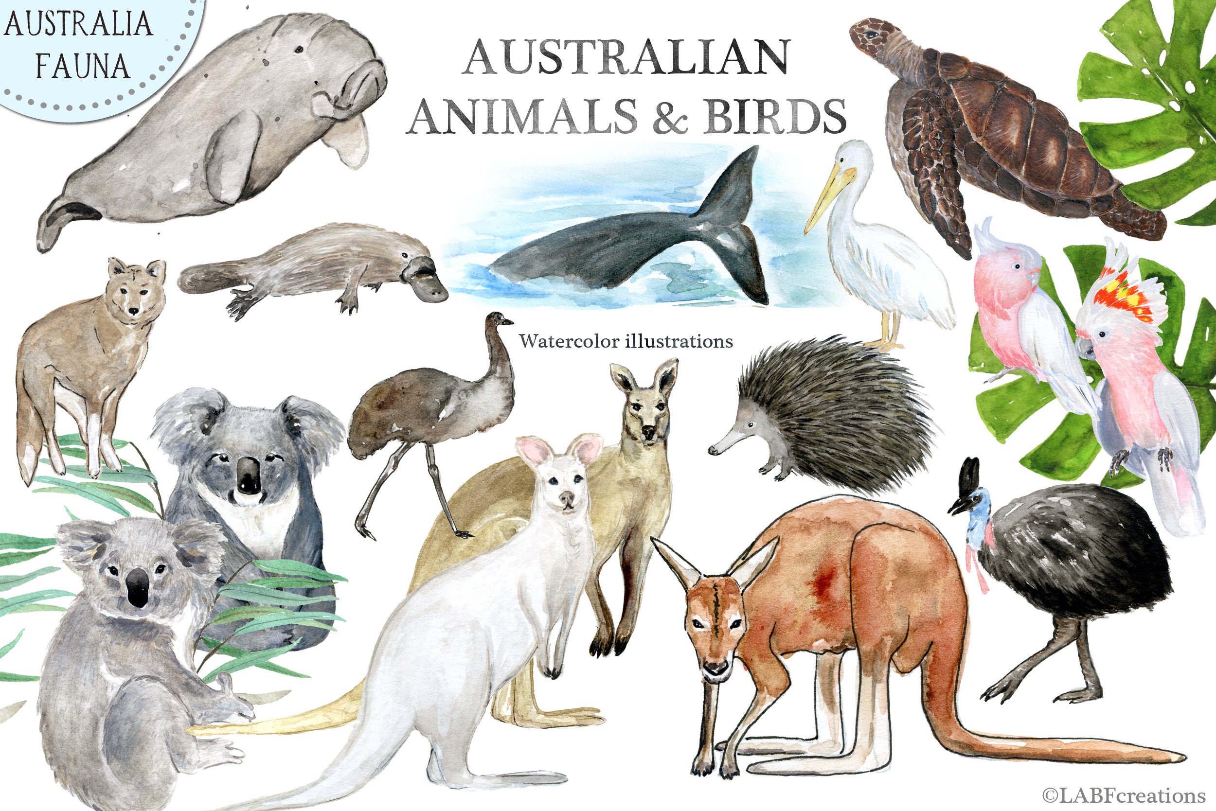 Australian Animals and Birds Watercolor Illustrations. - Etsy Australia Australian Animals and Birds Watercolor Illustrations. - Etsy Australia