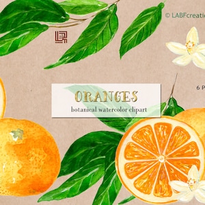 Orange.  Watercolor Clipart, hand painted. Watercolor clipart. Botanical plants.