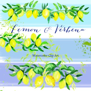 Citronne et Verveine  watercolor clipart peinte à la main. Aquarelle Couleurs tendres, vert, juane, couronne, logos, agrumes, arrangements