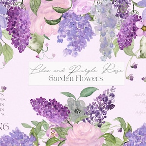 Lilafarbene Rosen. Aquarell-Clipart. Gartenblumen. Lavendel. Lila Blumen. Lila Blumen