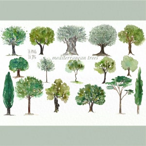Mediterranean trees.Clipart digital peinte à la main. Aquarelle. olivier, pine, cypress foret, faire-parts, mariage, cadre