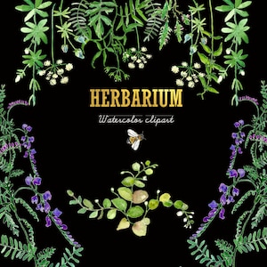 Herbarium. Watercolor Clipart Wild Herbs. Wild Flowers