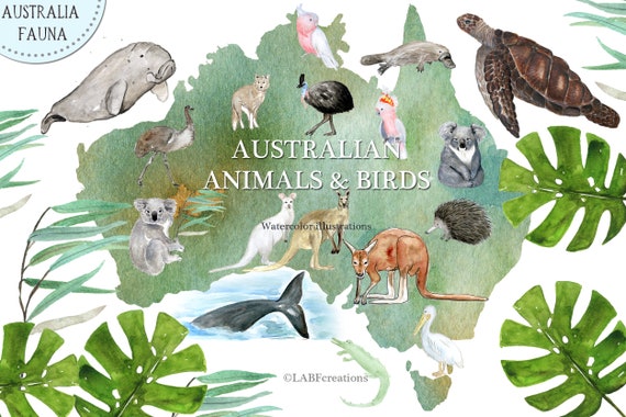 Australian Animals and Birds Watercolor Illustrations. - Etsy Australia Australian Animals and Birds Watercolor Illustrations. - Etsy Australia