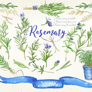 Rosmarin. Aquarell-Clipart, handgezeichnet. Romantische Hochzeit, blau, violett lila Blumen zart, Hochzeitseinladungen