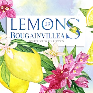 Aquarel Citroenen Bougainvillea. Aquarel clipart. Mediterrane citrusvruchten.  DIY-ELEMENTEN