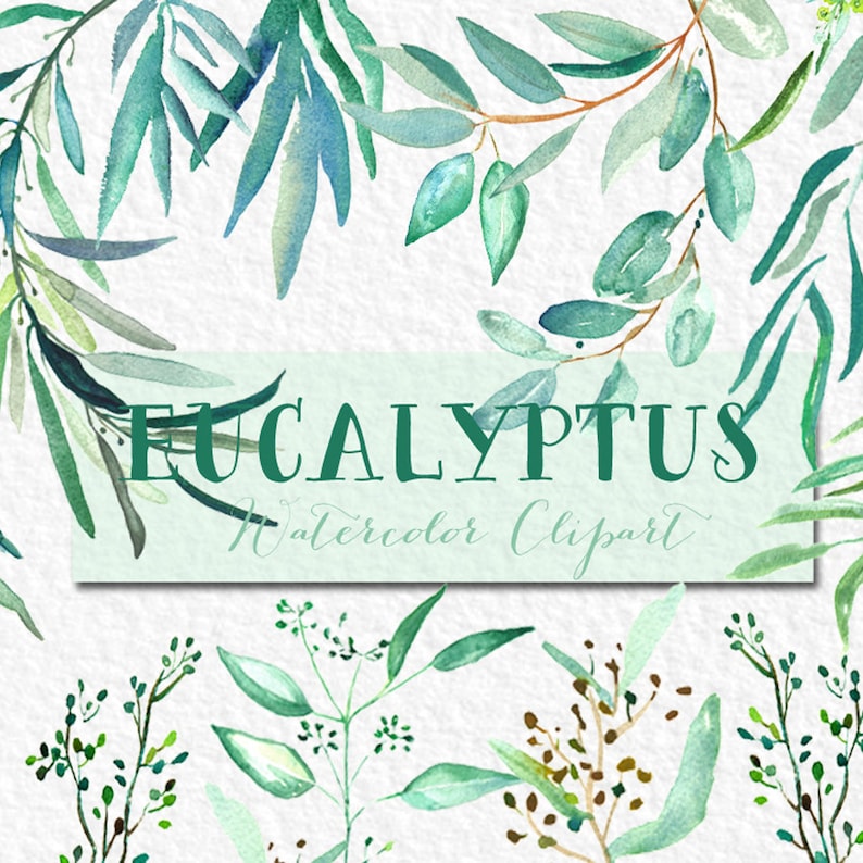 tender green branches Romantic wedding wedding invitation. mint green Eucalyptus branches watercolor clipart hand drawn