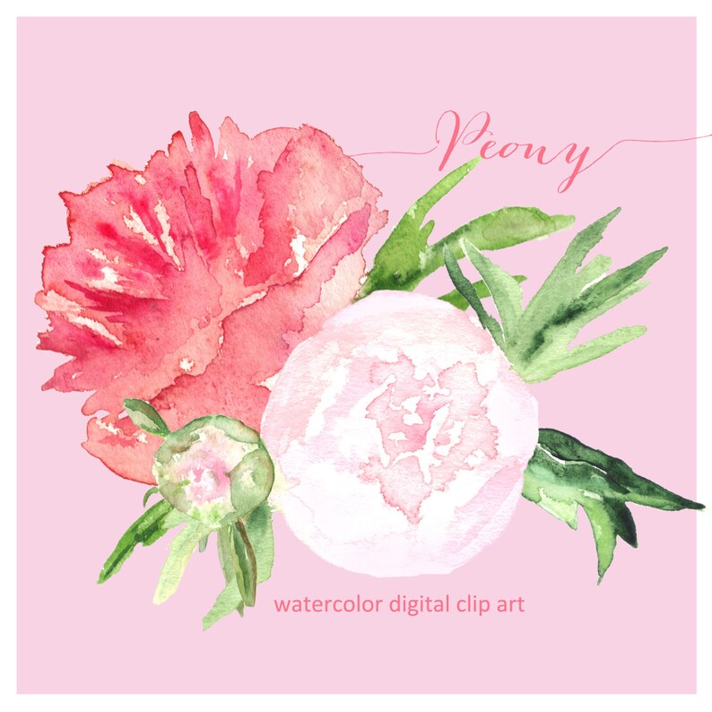 Peony. Watercolor clip art, SALES hand drawn. peony bouquet. Peony wedding, bridal pink flowers invitations, logo, Peony clip art. image 3