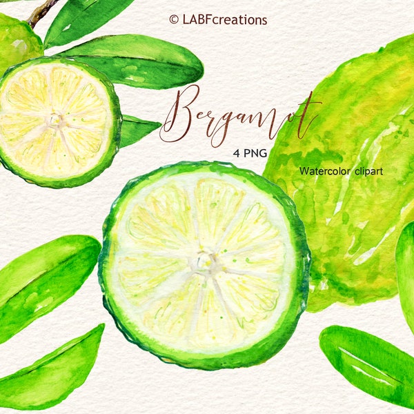 Bergamot orange.  Watercolor Clipart, hand painted. Watercolor clipart. Botanical plants.