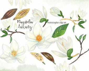 Magnolia. White Flowers watercolor clip art. White magnolia flowers. Hand drawn graphics.