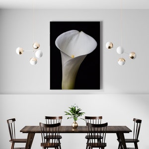 White Calla Lily flower white flower photo flower wall art nature photography print botanical art floral art Calla Lily Floral Photo