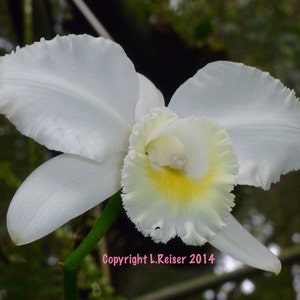 Photo of White Cattleya Orchid Bloom in Color Instant Download Photography Printable Art