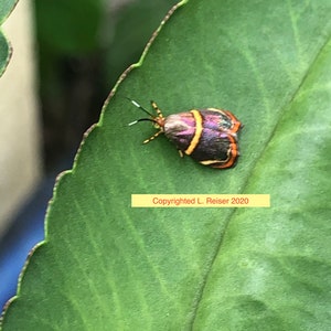 Colorful Moth on a Leaf  in Color Instant Download Photography High Resolution Printable Art