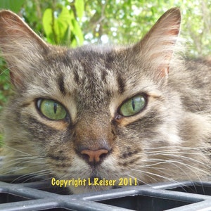Entspannende Katze in Farbe Instant Download Fotografie hohe Auflösung druckbare Kunst