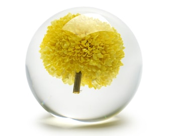 REAL Yellow Pom Pom encased in Resin | Dynasty Gallery