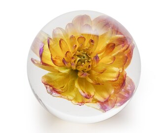 REAL Dahlia encased in Resin - Yellow | Dynasty Gallery