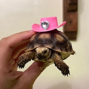 Puede incluir: Una peque&ntilde;a tortuga que lleva un sombrero vaquero rosa con un coraz&oacute;n de pedrer&iacute;a en la parte delantera. La tortuga est&aacute; siendo sostenida por una mano.