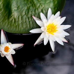 Water Lily, White Water Lily, Two, Lily Pad, Bright, Landscape Photograph.