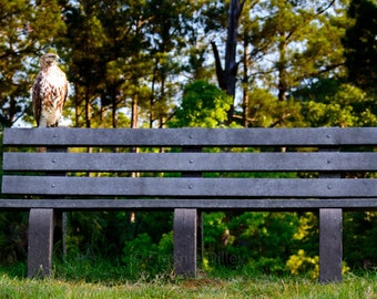 Hawk, Hawk on a Bench Pinckney Island, Wildlife Refuge, Hilton Head Island,Bluffton,South Carolina,Landscape Photograph,Nature, Bird of Prey