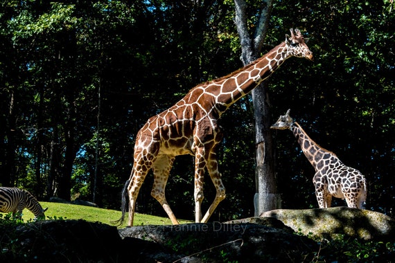 Asheboro Zoo