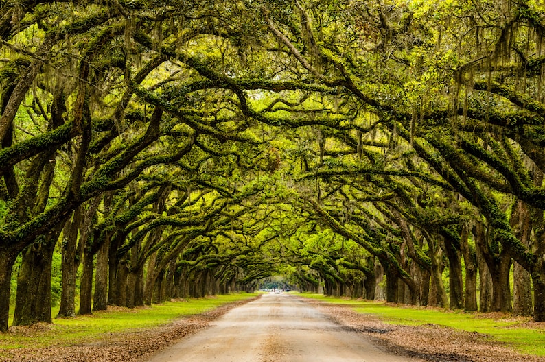 Oak Tree Tunnel Wormsloe Historic Site Savannah Etsy