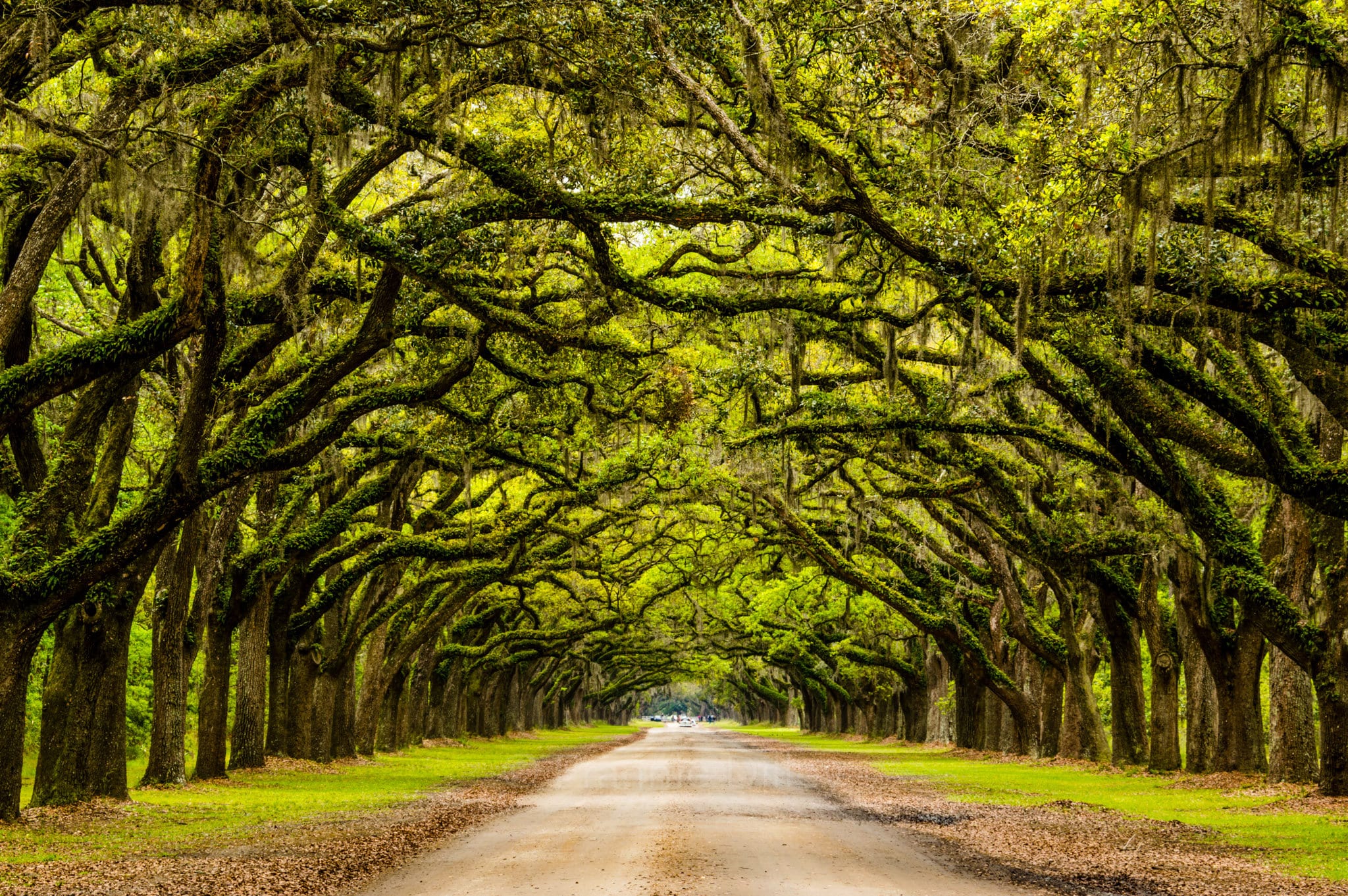 Oak Tree Tunnel Wormsloe Historic Site Savannah Spring