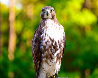 Hawk, Pinckney Island, Wildlife Refuge, Hilton Head Island, Bluffton, South Carolina, Landscape Photograph, Nature, Bird of Prey