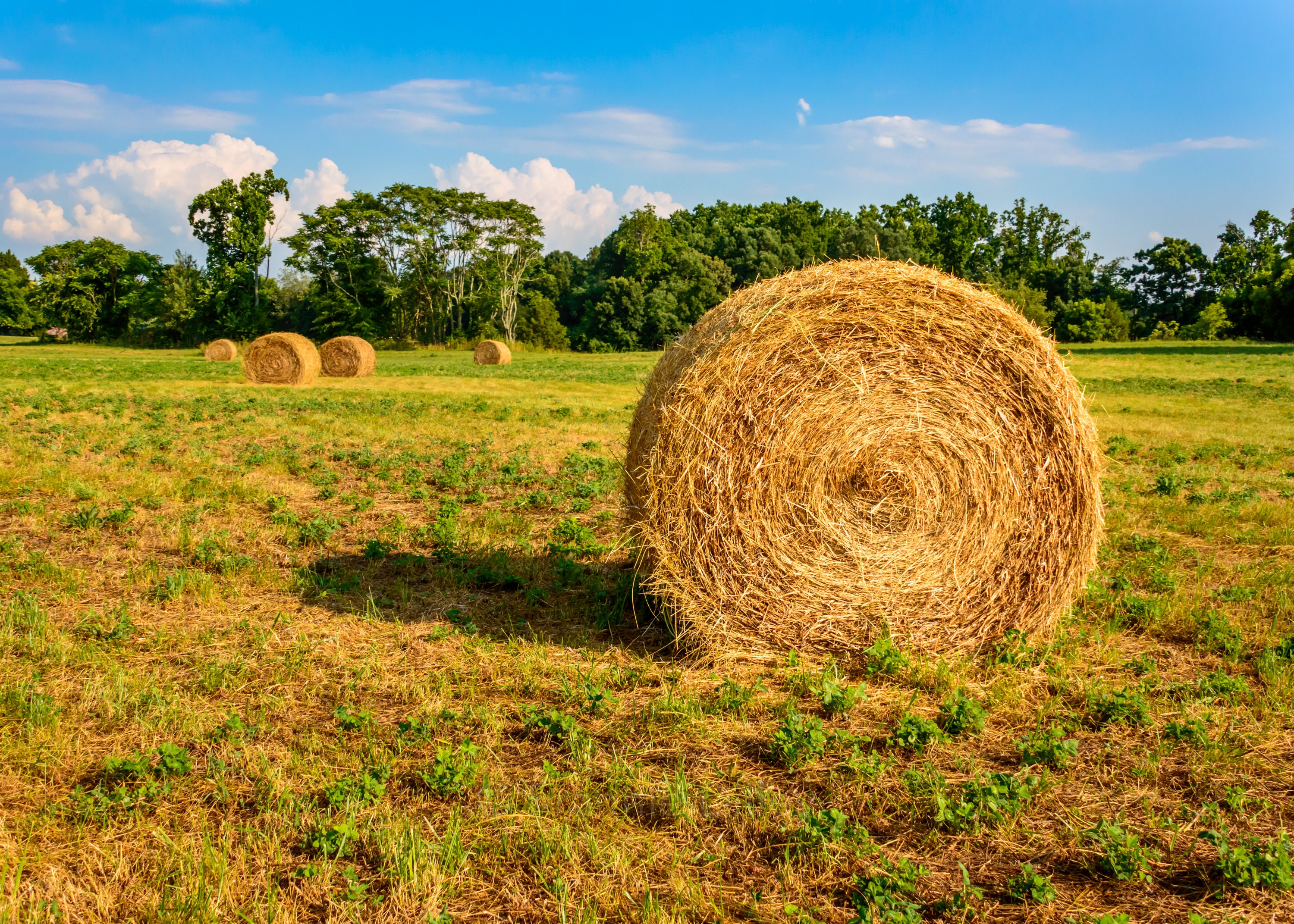 Carrigan Farms, Bale of Hay, Mooresville, North Carolina, Charlotte