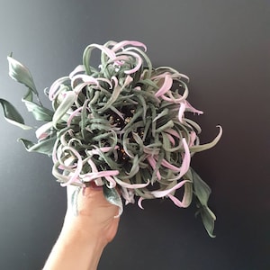 Crisantemos de seda, Broche de crisantemos, Accesorios de noche, Regalo para ella, Broche de tela, Broche de flores de seda, Broche elegante, Broche de pelo