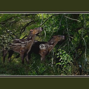 Time Traveler Color Print of the Eohippus, “Dawn Horse”  FREE SHIPPING!