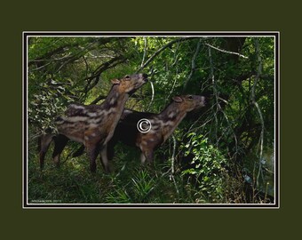 Time Traveler Color Print of the Eohippus, “Dawn Horse”  FREE SHIPPING!