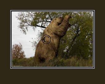 Time Traveler Color Pictures of the Mastodon and Giant Ground Sloth FREE SHIPPING!