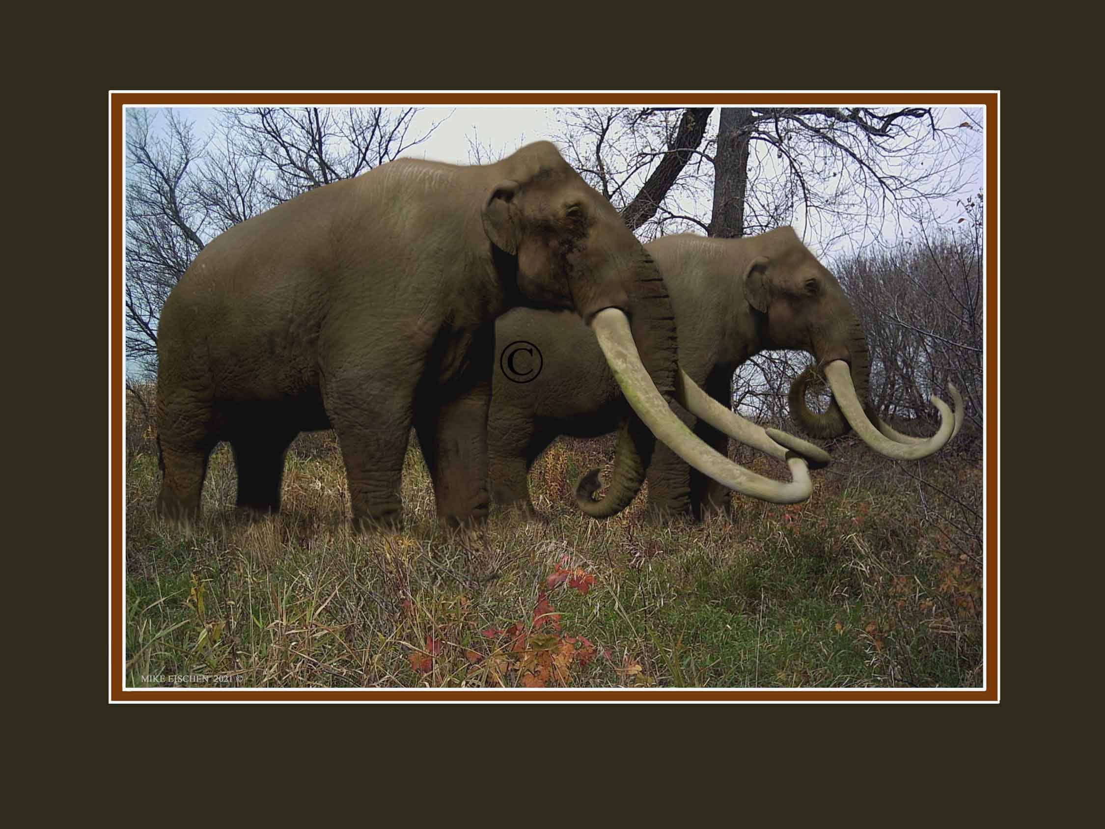 Color photo of the Giant Extinct Columbian Mammoth  FREE SHIPPING!
