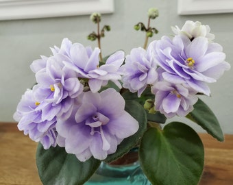 African Violet N Frosty January