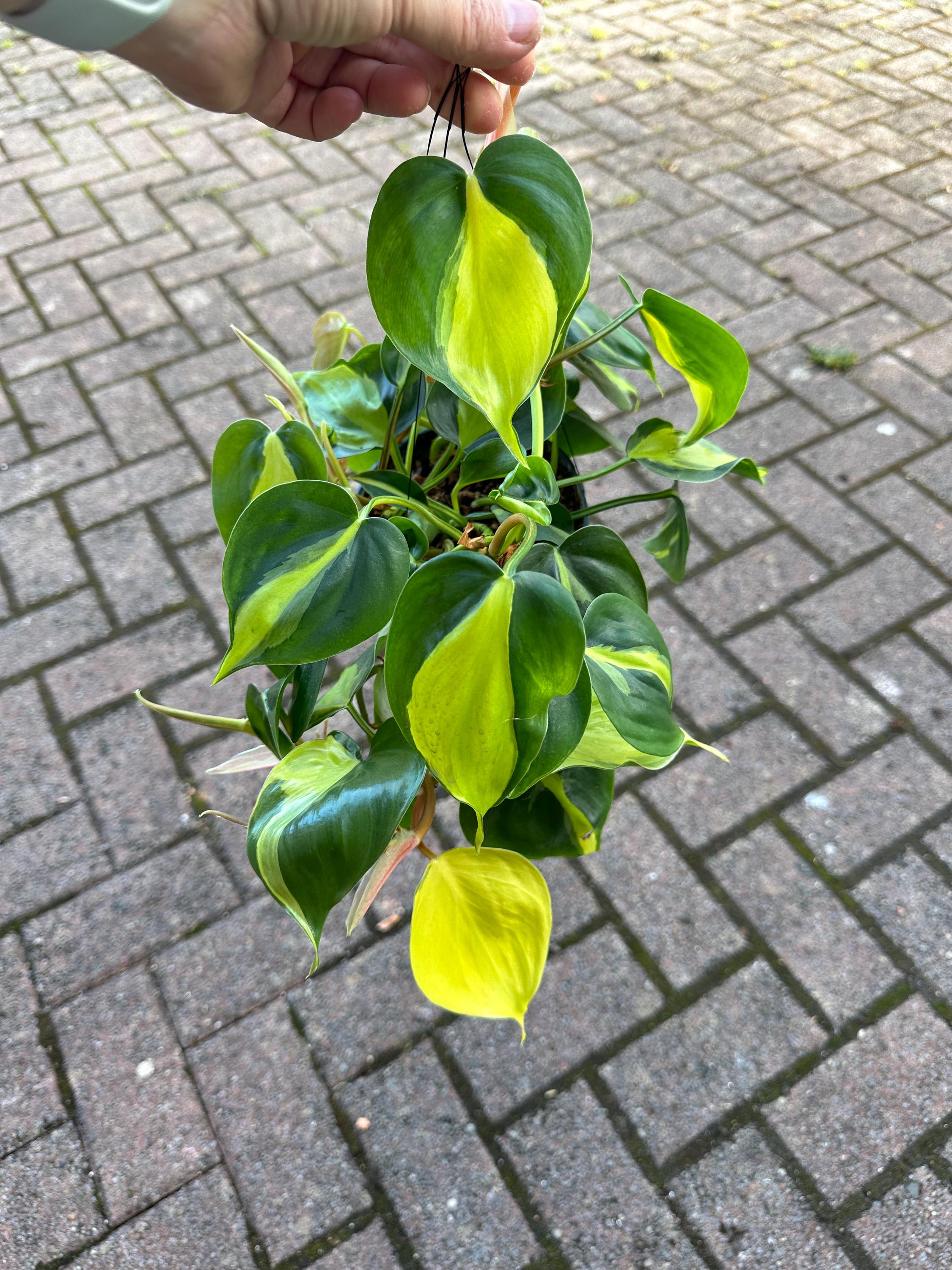 Philodendron Brasil RARE- cuttings