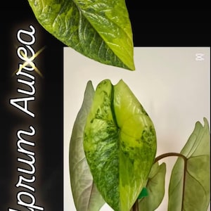 Alocasia Scalprum Aurea