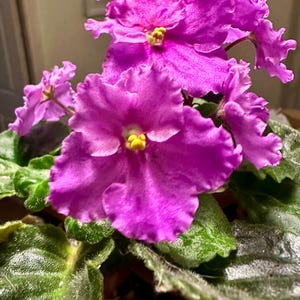 African Violet NoID standard size