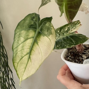 Alocasia Nairobi Nights Albo Knollenblätter und Alocasia Longiloba eine Kordel zum Verkauf