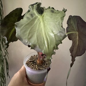 Alocasia Venom corms