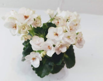 African Violet Petite Blanche