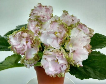 African Violet LE - Parnassian Rose' Halbgefüllt