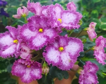 African Violet BR Kupets