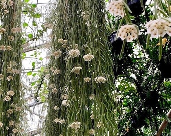 Hoya Linearis