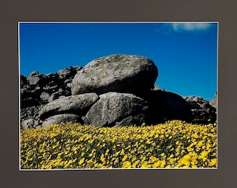 Original photograph, wild daisies, granite rocks, Greek islands, Cyclades Greece, signed ready to hang