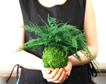 Kokedama Moss Plant - Zero Care, Real Preserved Moss and Fern