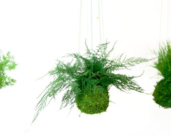 Featherleaf Fern. Kokedama Moss Plant - Zero Care, Real Preserved Plant.