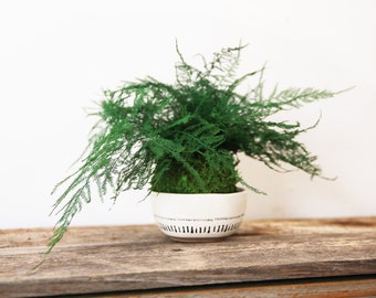 Featherleaf Fern. Kokedama Sitting Moss Ball - Zero Care, Real Preserved Plant.