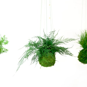 Featherleaf Fern. Kokedama Moss Plant - Zero Care, Real Preserved Plant.