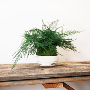 Featherleaf Fern. Kokedama Sitting Moss Ball - Zero Care, Real Preserved Plant.
