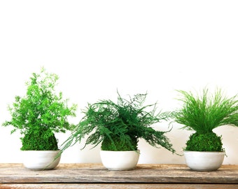 Set of 3 Kokedama Plants. Hanging or Sitting Plants, Easy- Zero Care, Real Preserved Moss and Fern