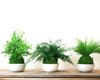 Set of 3 Preserved Fern Kokedama: Japanese Moss Ball Bonsai